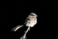 Nachtschwalbe (Caprimulgus sp.)