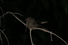 Nachtschwalbe (Caprimulgus sp.)