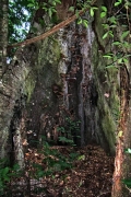 Am Fuss einer Ceiba