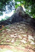 Am Fuss einer Ceiba