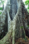 Am Fuss einer Ceiba