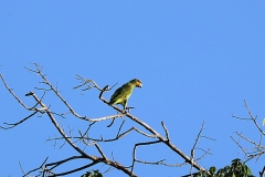Venezuela Amazone (Amazona amazonica)