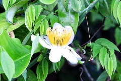 Passionsblume (Passiflora biflora)