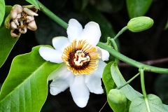 Passionsblume (Passiflora biflora)