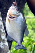 Schwarzer Piranha (Serrasalmus rhombeus)