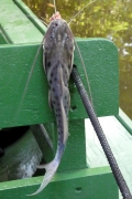 Silberantennenwels (Calophysus macropterus)