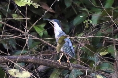 Magrovereiher (Butorides striata)