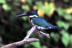 Amazonasfischer (Chloroceryle amazona)