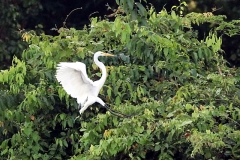 Silberreiher (Ardea alba)