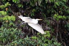 Silberreiher (Ardea alba)