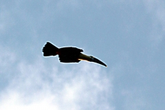 Weißbrusttukan (Ramphastos cuvieri)