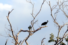 Grüner Ibis (Mesembrinibis cayennensis)