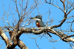 Rotbrustfischer (Megaceryle torquata)