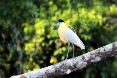 Kappenreiher (Pilherodius pileatus)