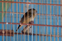 brasilien-2017-2-09306