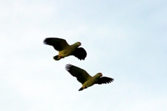 Blaubartamazone (Amazona festiva)