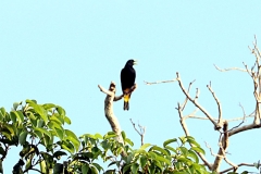 Krähenstirnvogel (Psarocolius decumanus)