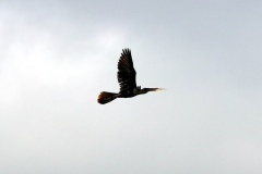 Olivenscharbe (Phalacrocorax brasilianus)