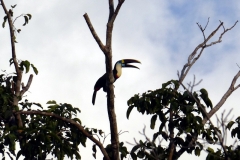 Weißbrusttukan (Ramphastos tucanus)