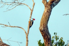 Linienspecht (Dryocopus lineatus)