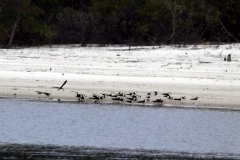 Am Rio Ariaú