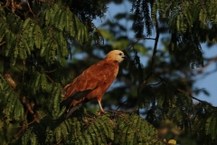 Fischbussard (Busarellus nigricollis)