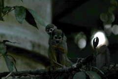 Totenkopfäffchen