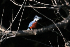 Rotbrustfischer (Megaceryle torquata)