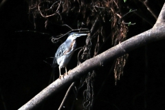 Mangrovenreiher (Butorides striata)