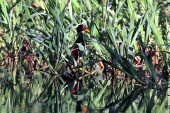 Rotstirn-Blatthühnchen (Jacana jacana)