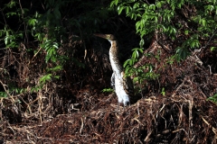 Tigerreiher (Tigrisoma fasciatum)