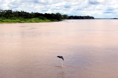 Rio Solimões mit Flussdelfin / Boto (Inia geoffrensis)