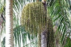 Açaí-Palme (Euterpe oleracea)