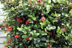 Scharlachrote Ixora (Ixora coccineae)