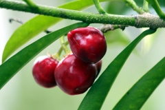 Kartoffelstrauch (Solanum leptostemonum)?