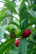 Kartoffelstrauch (Solanum leptostemonum)?