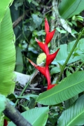 Geschnäbelte Heliconie (Heliconia rostrata)