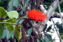 Kaminroter Zylinderputzer (Callistemon citrius)