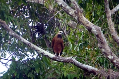 Fischbussard (Busarellus nigricollis)