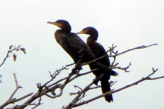 Olivenscharbe (Phalacrocorax brasilianus)