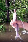 Silberwelsen (Calophysus macropterus)