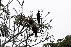 Hoatzin (Opisthocomus hoazin)