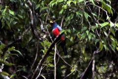 Jungferntrogon (Trogon colaris)?