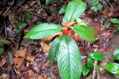 Flor del beso/Labios de prostitua (Psychotria elata)