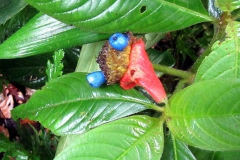 Flor del beso/Labios de prostitua (Psychotria elata)