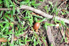 brasilien_2017_08351