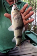 Leporinus trifasciatus