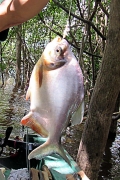 Gamitana-Scheibensalmler (Piaractus brachypomus)