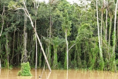 Am Rio Solimões