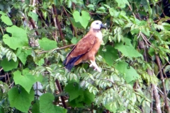 Fischbussard (Busarellus nigricollis)